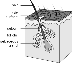 diagram of hair follicle