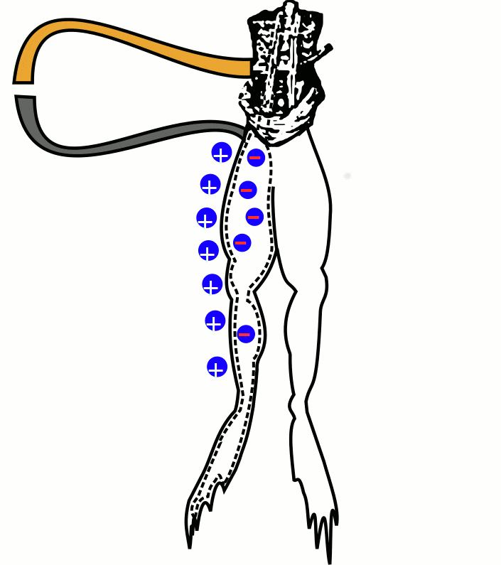 Figure 2. This animated figure shows Galvani’s understanding of animal electricity. When the bronze (yellow wire) is connected to iron (silver wire), charges flow between the frog’s positively-charged outside and the frog’s negatively-charged inside. This circuit completion causes the frog’s muscles to contract. (Figure credit: Andrew Lai)