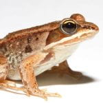 Wood frog image accessed from Wikimedia Commons, taken by biologist Brian Gratwicke.