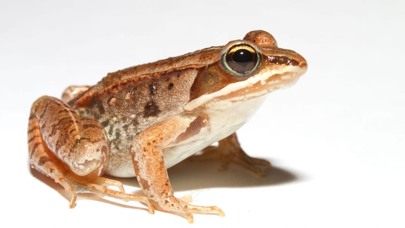 https://www.helix.northwestern.edu/files/2021/08/Wood-frog-large-wikimedia.jpeg