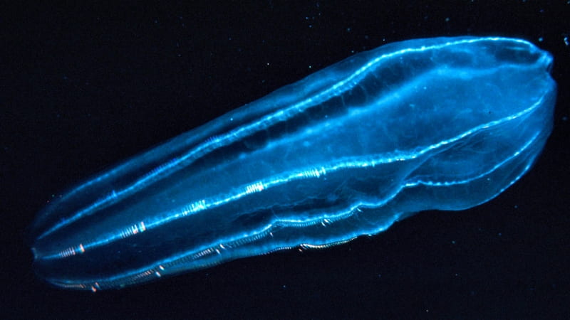 The zooplankton Beroidae use their hair-like projections called cilia to propel through the water. U.S. NOAA/WIKIMEDIA COMMONS
