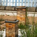 These apiaries, or beehives, are perched on top of City Hall in downtown Chicago. Image sourced from Wikimedia and used under Creative Commons.