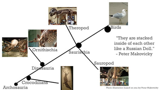 The evolutionary line of birds (Illustration by Hallie D. Martin, based on one by Peter Mackovicky)