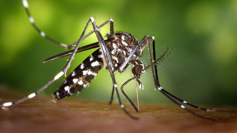 Image of Mosquito Used under Creative Commons.